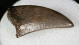 Quality Juvenile T-Rex Tooth - Montana #13262-1
